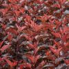 Ginger Wine® Ninebark #2 - Image 3
